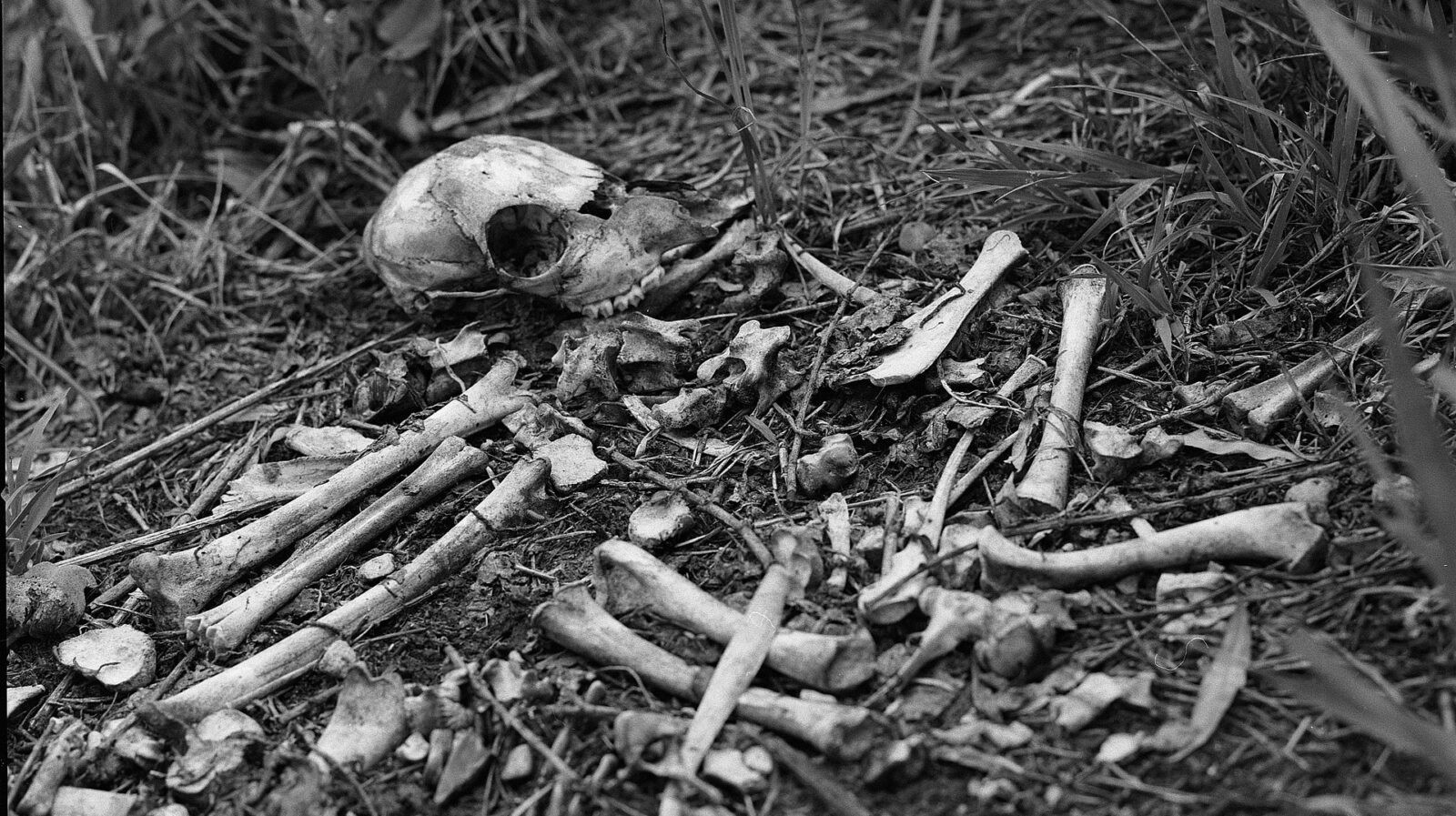 W ekwadorskiej prowincji Manabi odkryto szkielet człowieka sprzed kilkuset lat. Wydawało się, że należał do zaginionego członka plemienia gigantów
